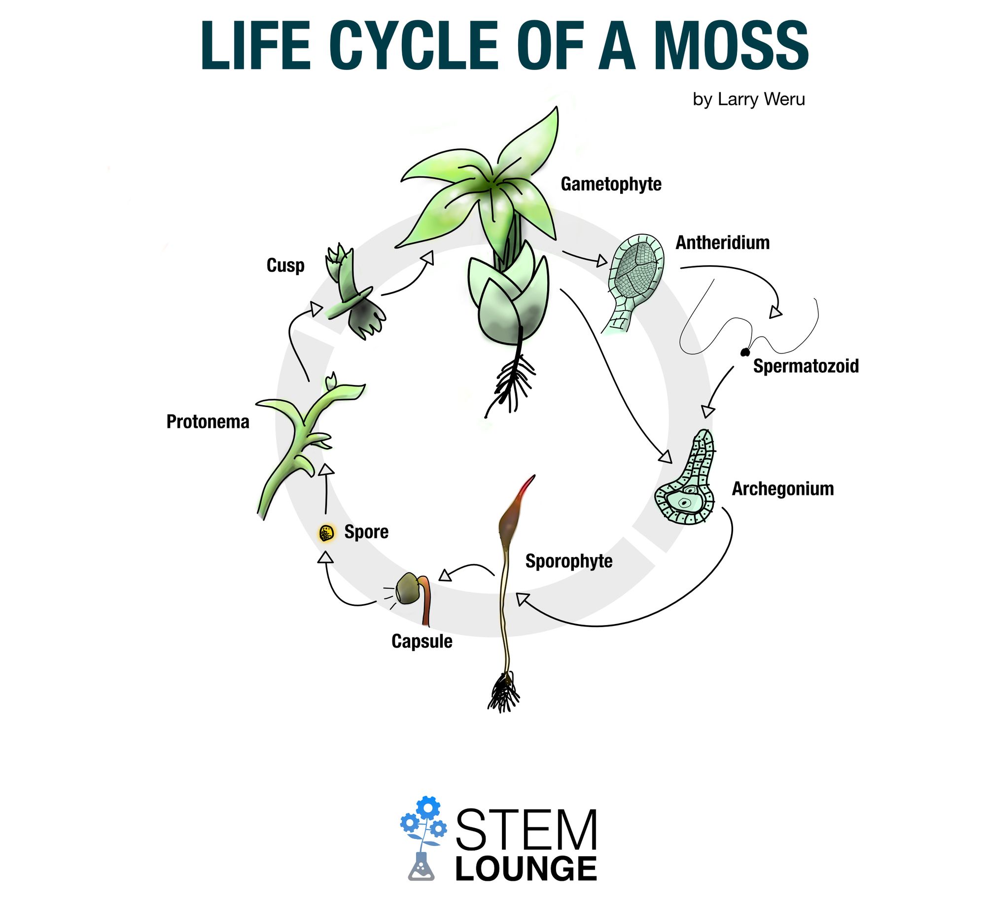 Life Cycle Of Mosses Flowchart